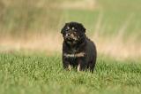 DOGUE DU TIBET 368